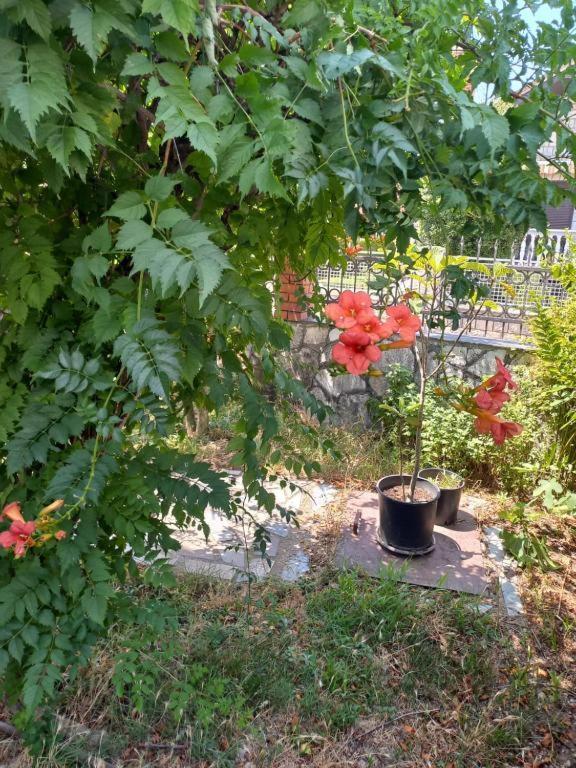 Auberge de jeunesse Traveler'S Rest - Near Podgorica Airport à Mitrovici  Extérieur photo